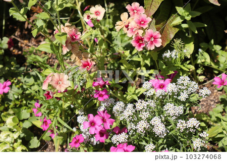 陽射しを浴びる花壇の花々 103274068