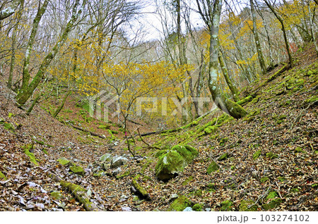 丹沢山地の菰釣山　晩秋のブナ沢の山道 103274102