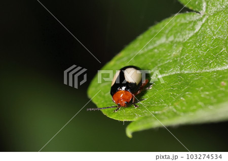 生き物　昆虫　ヨツモンミゾアシノミハムシ、八重山の美しいノミハムシ。体長五ミリほど、五月の石垣島で 103274534