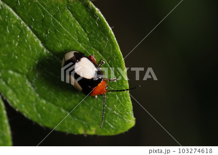 生き物　昆虫　ヨツモンミゾアシノミハムシ、三色の塗分け。『ヨツモン』は白い所が四個に分かれるから？ 103274618