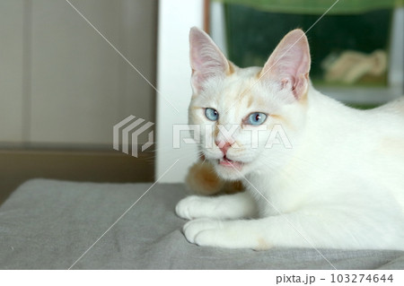フレーメン反応中の猫 フレーメン反応中の猫 103274644