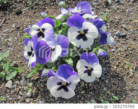 白と青紫色のパンジーの花 103274769