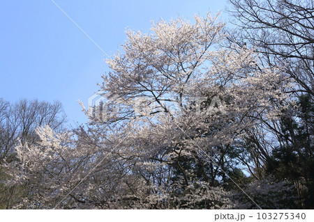 とどろみの森の桜 103275340
