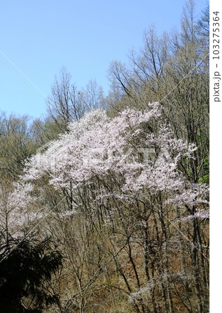 とどろみの森の桜 103275364