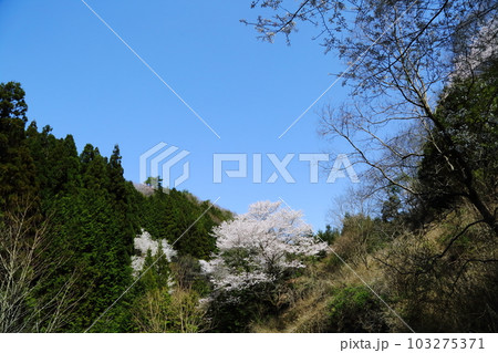 とどろみの森の桜 とどろみの森の桜 103275371