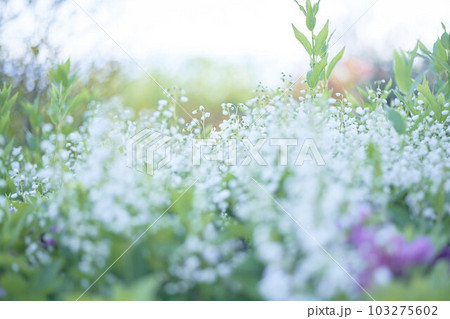 ヒメウツギの花 103275602