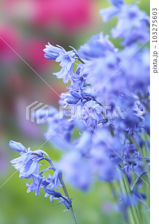 釣鐘水仙の花 103275603