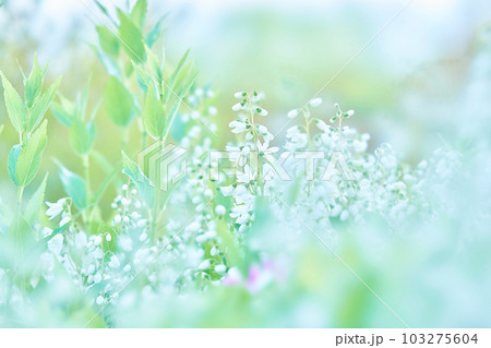 ヒメウツギの花 103275604