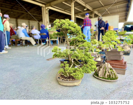 盆栽 せりのイメージ 盆栽 せりのイメージ 103275752