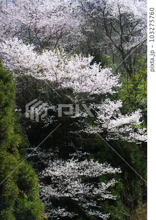 とどろみの森のさくら 103275760
