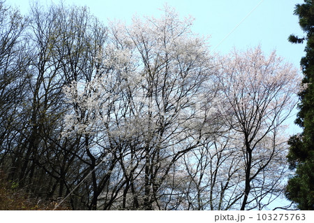 とどろみの森のさくら とどろみの森のさくら 103275763