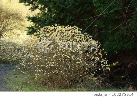 止々呂美の森のミツマタ 103275914