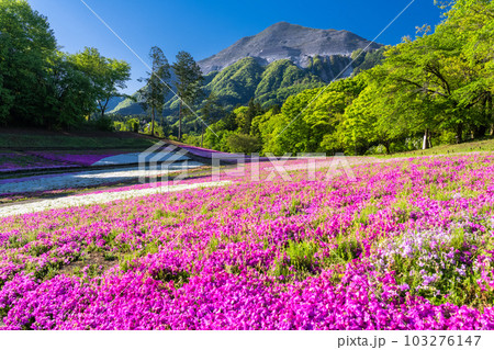 《埼玉県》美しい芝桜の丘・春の秩父羊山公園 103276147