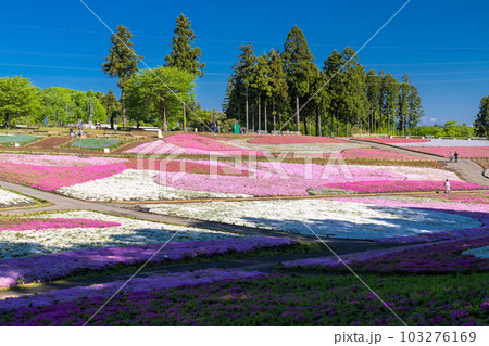 《埼玉県》美しい芝桜の丘・春の秩父羊山公園 103276169