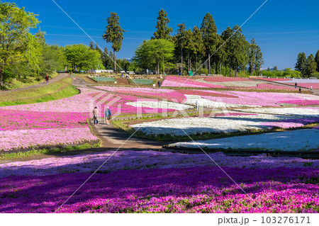 《埼玉県》美しい芝桜の丘・春の秩父羊山公園 《埼玉県》美しい芝桜の丘・春の秩父羊山公園 103276171