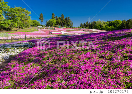 《埼玉県》美しい芝桜の丘・春の秩父羊山公園 103276172