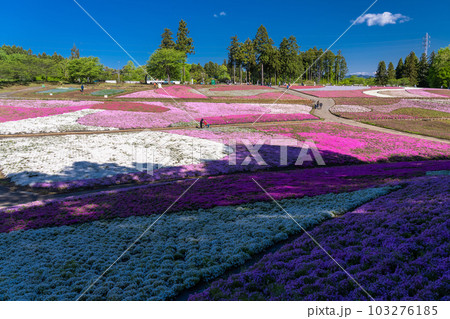 《埼玉県》美しい芝桜の丘・春の秩父羊山公園 103276185
