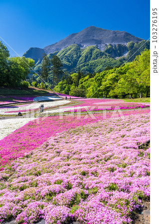 《埼玉県》美しい芝桜の丘・春の秩父羊山公園 103276195