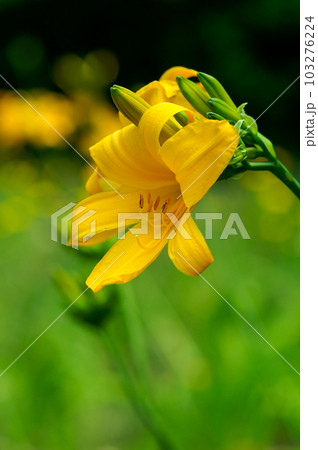 萱草の花 萱草の花 103276224