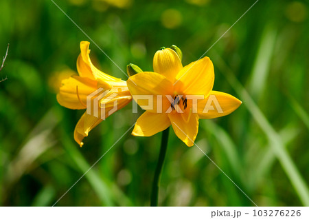 萱草の花 萱草の花 103276226
