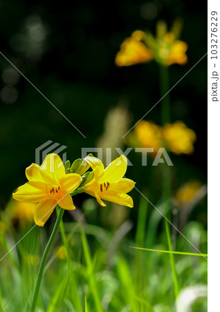 萱草の花 萱草の花 103276229