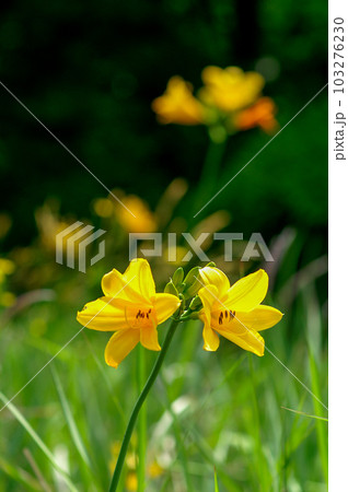 萱草の花 萱草の花 103276230