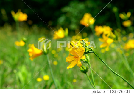 萱草の花 103276231