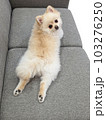 足を伸ばしてくつろぐポメラニアン1 103276250