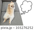 足を伸ばしてくつろぐポメラニアン3 103276252