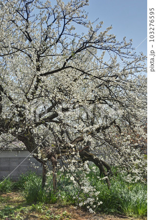 上品蓮台寺の桜 上品蓮台寺の桜 103276595