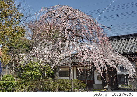 上品蓮台寺の桜 103276600