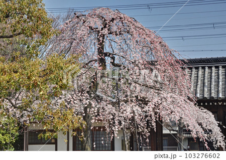 上品蓮台寺の桜 上品蓮台寺の桜 103276602