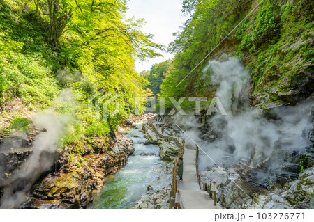 小安峡大噴湯　春　新緑 103276771