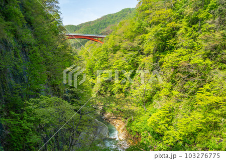 小安峡大噴湯　春　新緑 103276775