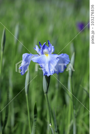 花菖蒲 103276836