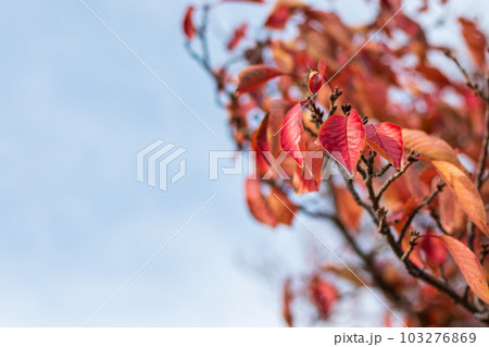 赤く色づいた桜の木の葉 103276869