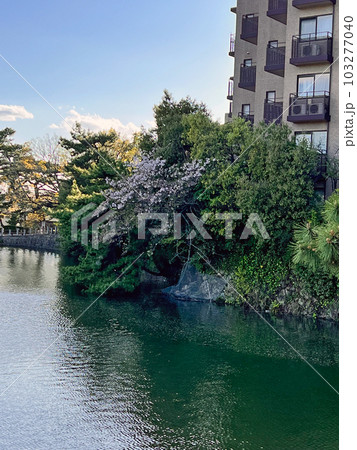 【兵庫県神戸市東灘区御影】深田池公園 【兵庫県神戸市東灘区御影】深田池公園 103277040