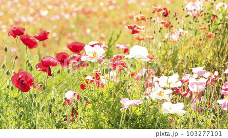 花の国（神奈川県横須賀市久里浜）のポピー 103277101