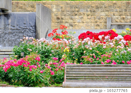 県立播磨中央公園バラ園 県立播磨中央公園バラ園 103277765