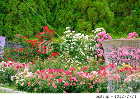 県立播磨中央公園バラ園 県立播磨中央公園バラ園 103277771