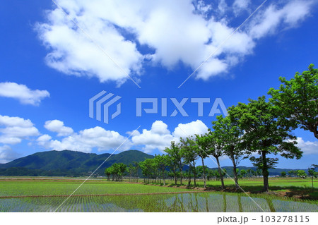 田植え後の夏井の田んぼ 田植え後の夏井の田んぼ 103278115