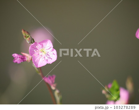 ユウゲショウの小花 103278289