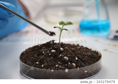 Scientist takes soil from Petri dish with cannabis sprout 103278479