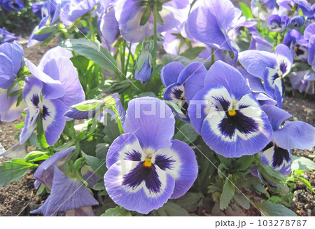 白と青紫色のパンジーの花 白と青紫色のパンジーの花 103278787