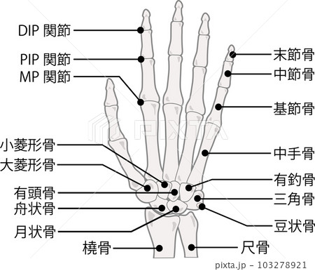 手指の骨　名称付き 103278921