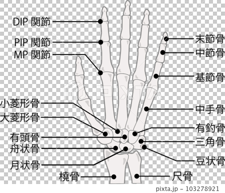 手指の骨　名称付き 103278921