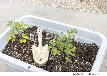 プランターに植えたミニトマトの苗二つとスコップ プランターに植えたミニトマトの苗二つとスコップ 103278952