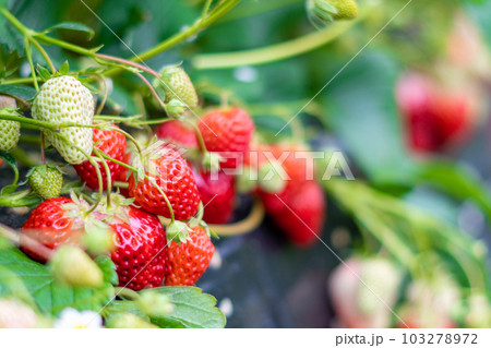 イチゴ栽培のイメージ 103278972