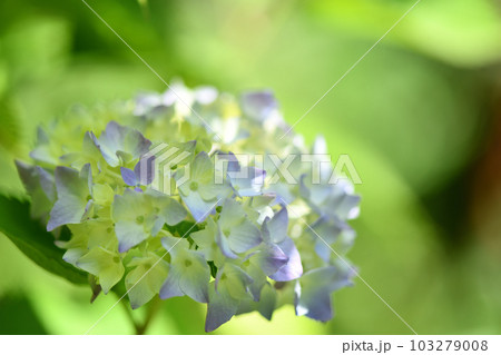 アジサイ(紫陽花) アジサイ(紫陽花) 103279008