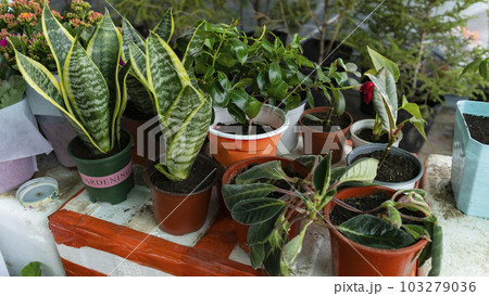 sale of flowers and plants 103279036